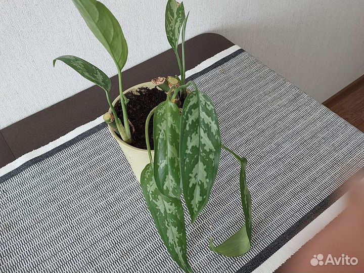 Аглаонема Джемини