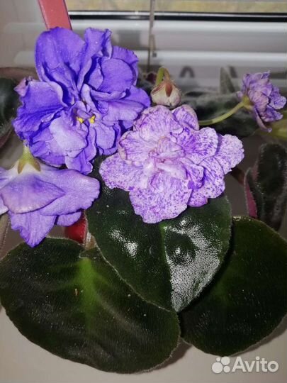 Цветущие фиалки