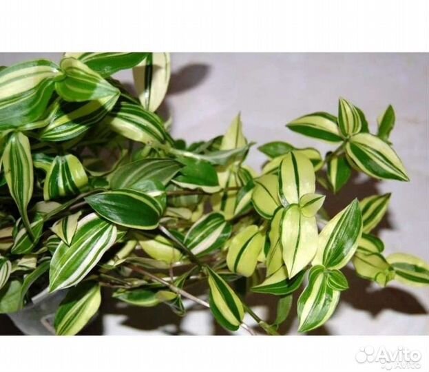 Традесканция вариегантная