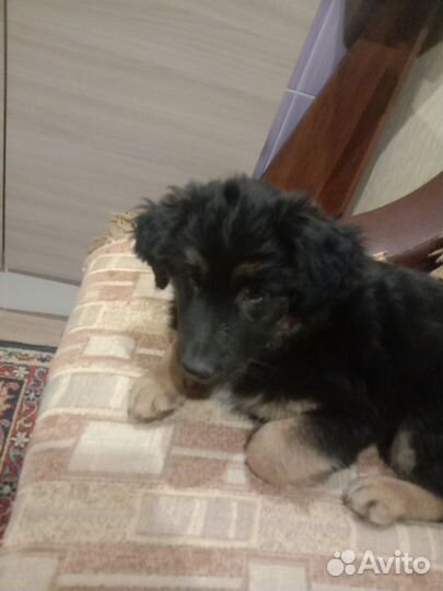 Щенки бордер колли