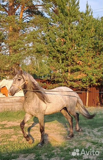 Жеребец орловский рысак