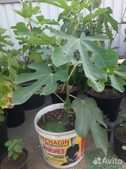 Саженцы инжира зкс