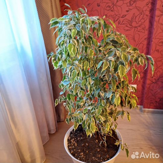 Фикус бенджамина большой