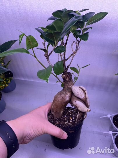 Фикус микрокарпа гинсенг