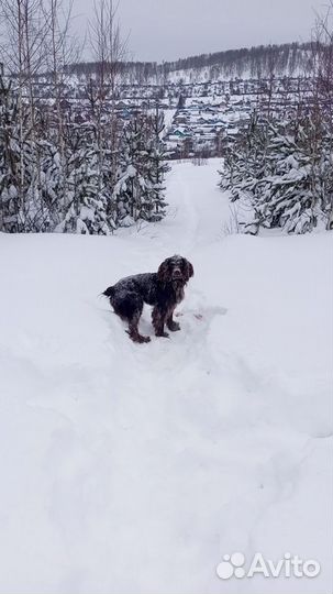 Русский охотничий спаниель вязка