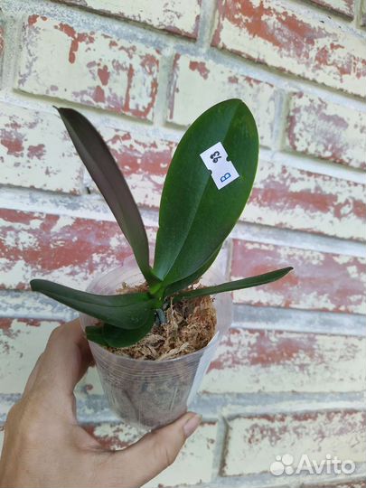 Орхидея фаленопсис Miki Meteor ’121’