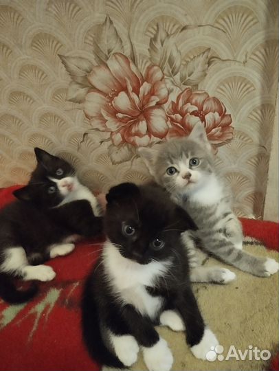 Вислоухие котята в добрые руки