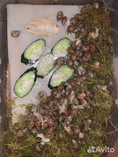 Улитки ахатины бесплатно