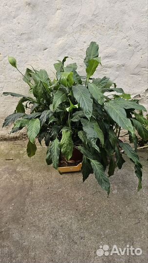 Спатифиллум живой цветок