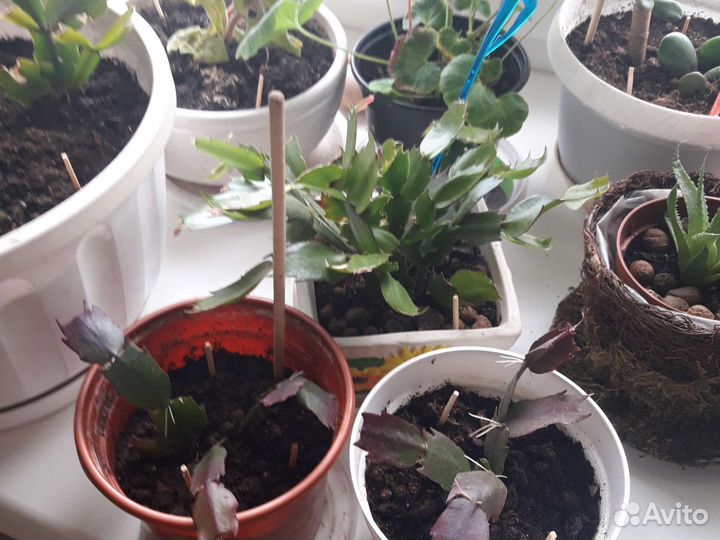 Декабрист шлюмбергера