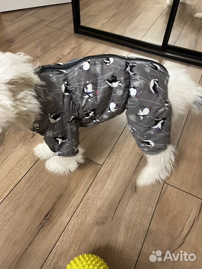 Комбинезон для собаки