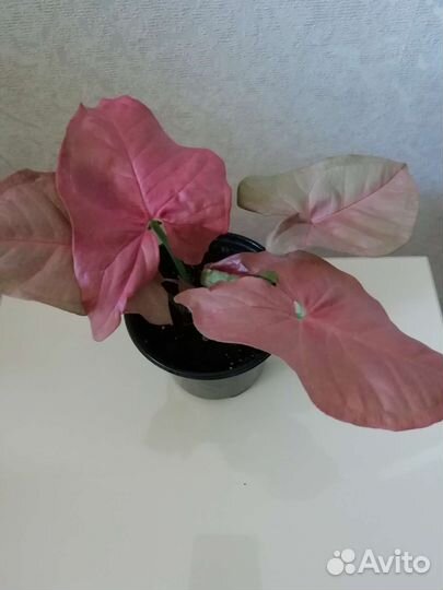 Аглонема крит, сингониум, фикусы, эписции