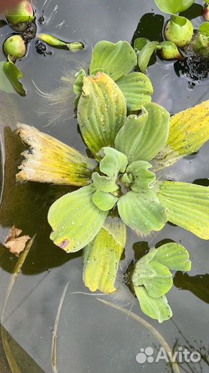 Растения для пруда