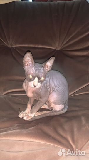 Канадский сфинкс