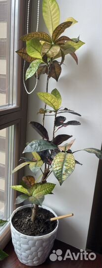 Кротон мисс айстон