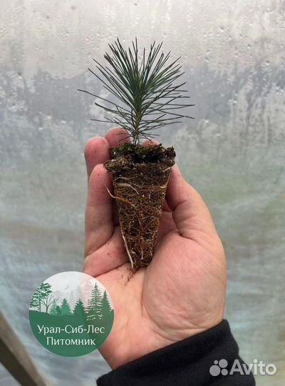 Зкс и окс Сосна Ель Лиственница сеянцы Голуб горн