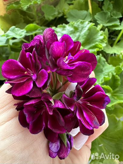 Пеларгония герань сортовая