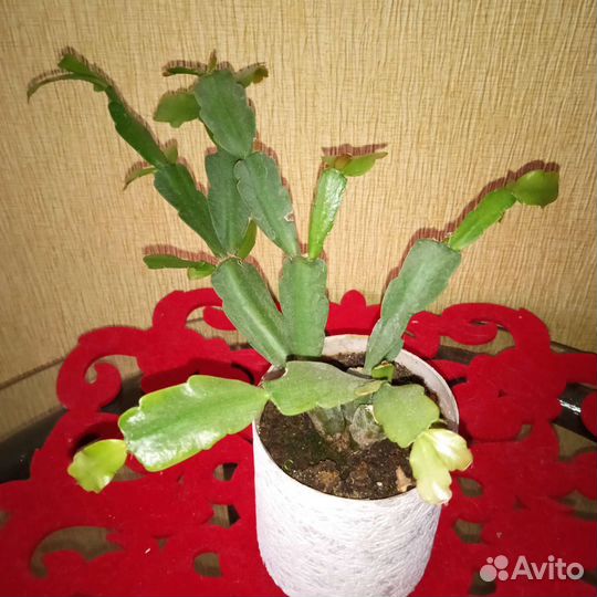 Декабрист. Доставлю