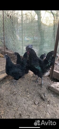 Куры ухейилюй,цыплята. ия