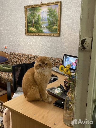 Кот на вязку