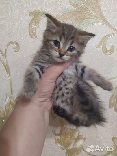 Бенгальские метисы котята