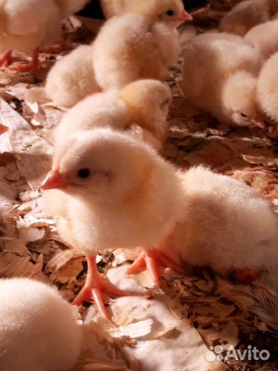 Цыплята