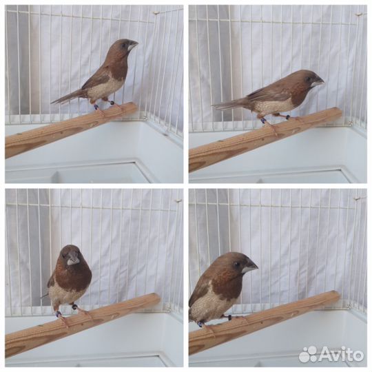 Гульда и японская амадина