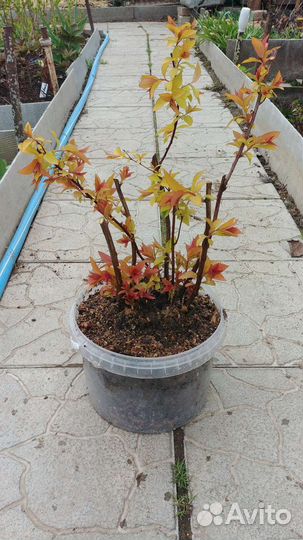 Спирея японская