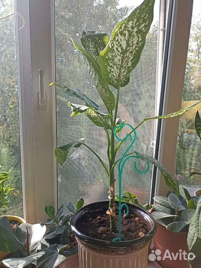 Диффенбахия