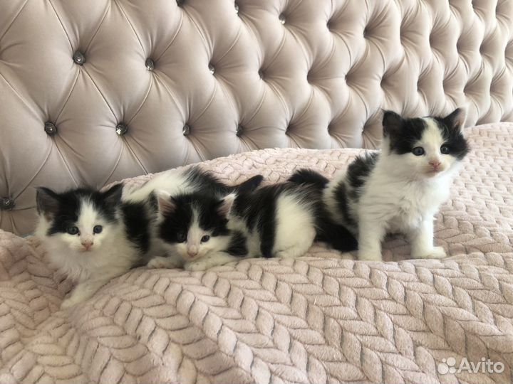 Котята мейн кун