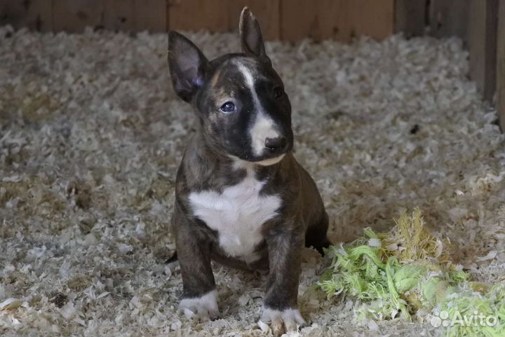Миниатюрный бультерьер девочка
