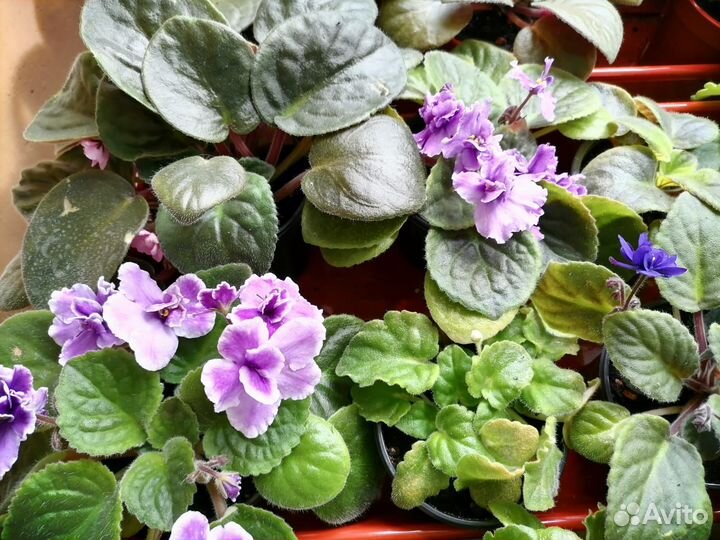 Комнатные цветы фиалки