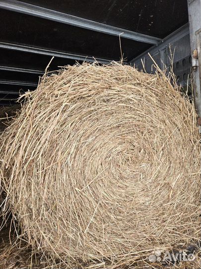 Продам сено в рулонах