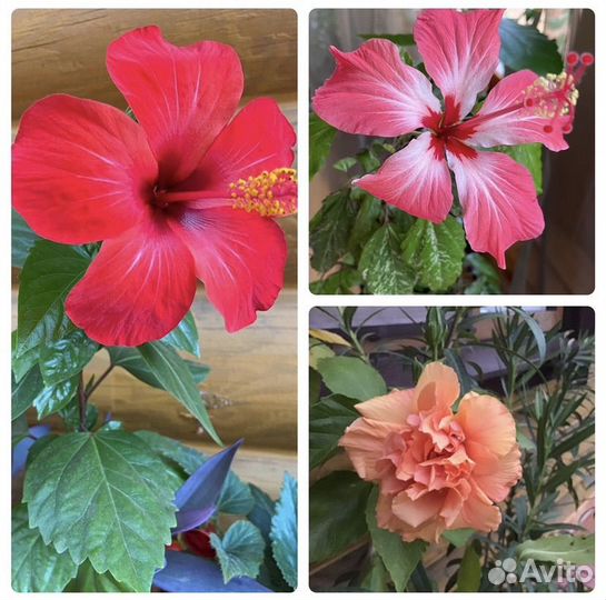 Комнатные растения