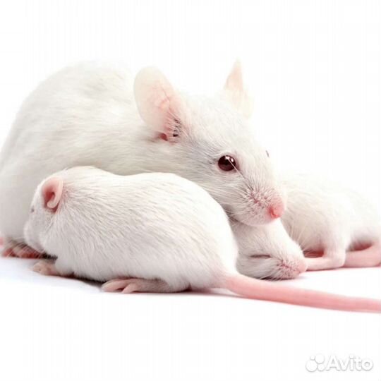 Мышь, крыса