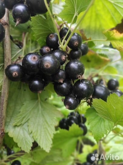 Ягоды черной смородины