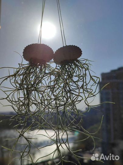 Тилландсия уснеевидная в панцире морского ежа