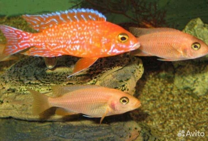 Продам Мальков