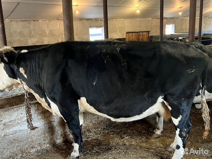 Корова на мясо