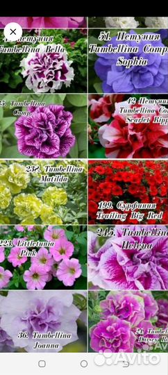 Петуния вегетативная