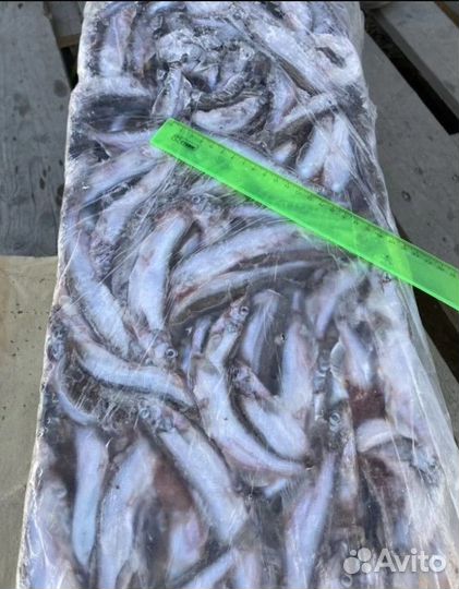 Мойва свежемороженая/Рыба и морепродукты