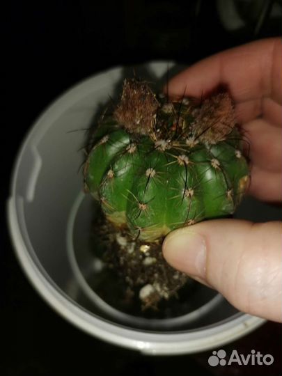 Нотокактус