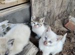 Полусиамские котята в добрые руки