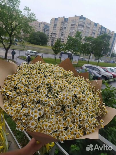 Ромашки, 51,75,101 ромашка