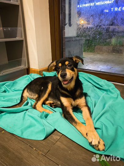 Черный мустанг