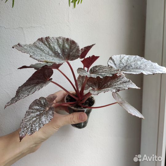 Комнатные растения