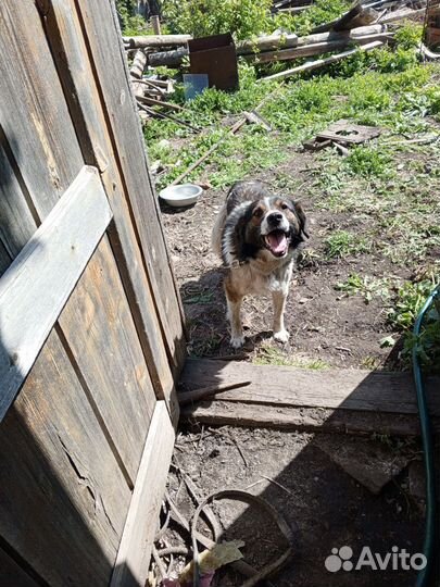 Собака в добрые руки