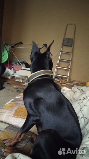 Возьму на передержку