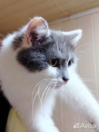 Кошки в добрые руки