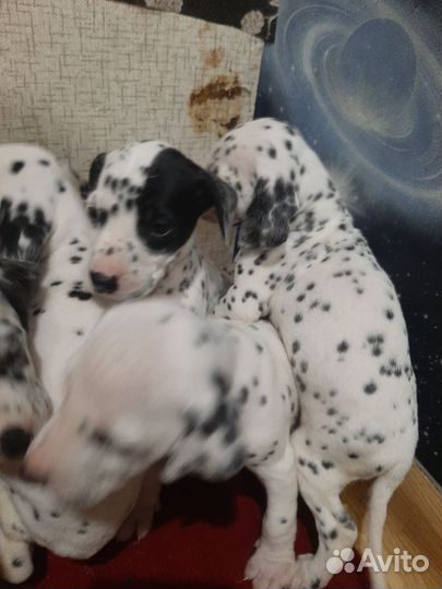Щенки далматина